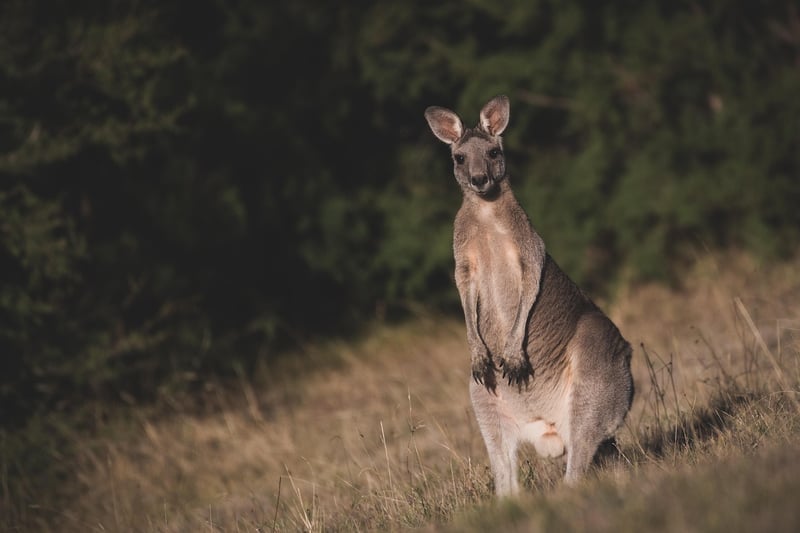 Kangaroo Meat